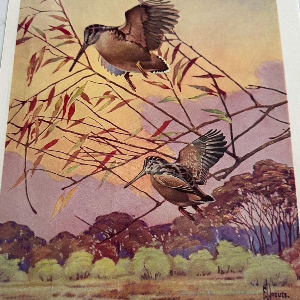 Woodcock by Francis Lee Jaques Birds Wildlife Bookplate Art Print ~260509-WH 173